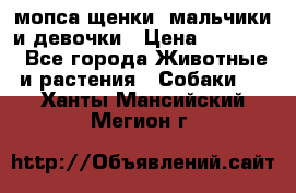 мопса щенки -мальчики и девочки › Цена ­ 25 000 - Все города Животные и растения » Собаки   . Ханты-Мансийский,Мегион г.